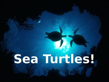 Detail Sea Turtle Powerpoint Nomer 51