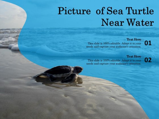 Detail Sea Turtle Powerpoint Nomer 54