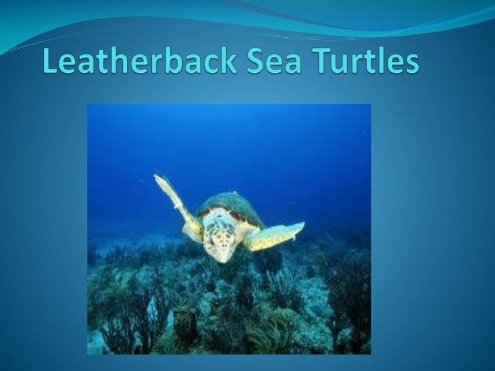 Detail Sea Turtle Powerpoint Nomer 56