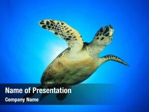 Detail Sea Turtle Powerpoint Nomer 59