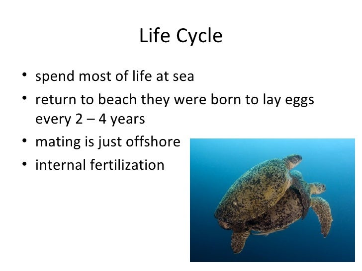 Detail Sea Turtle Powerpoint Nomer 7