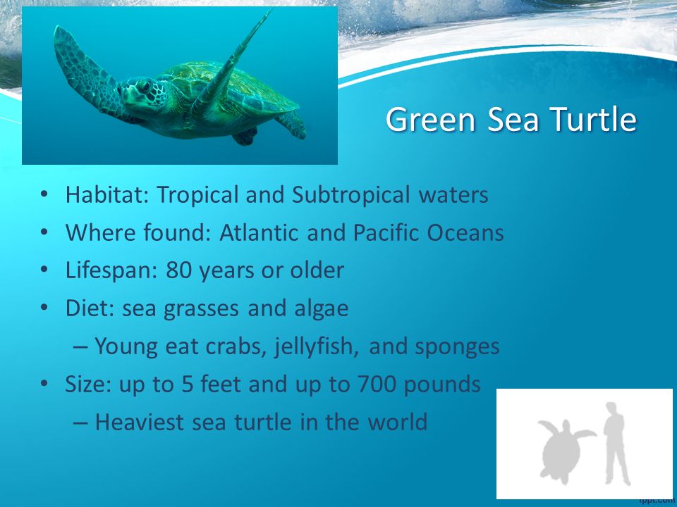 Detail Sea Turtle Powerpoint Nomer 8