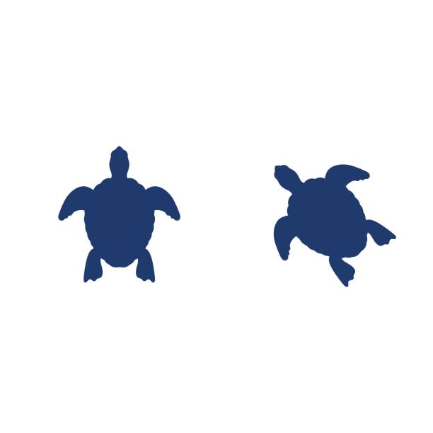 Detail Sea Turtle Silhouette Vector Nomer 46