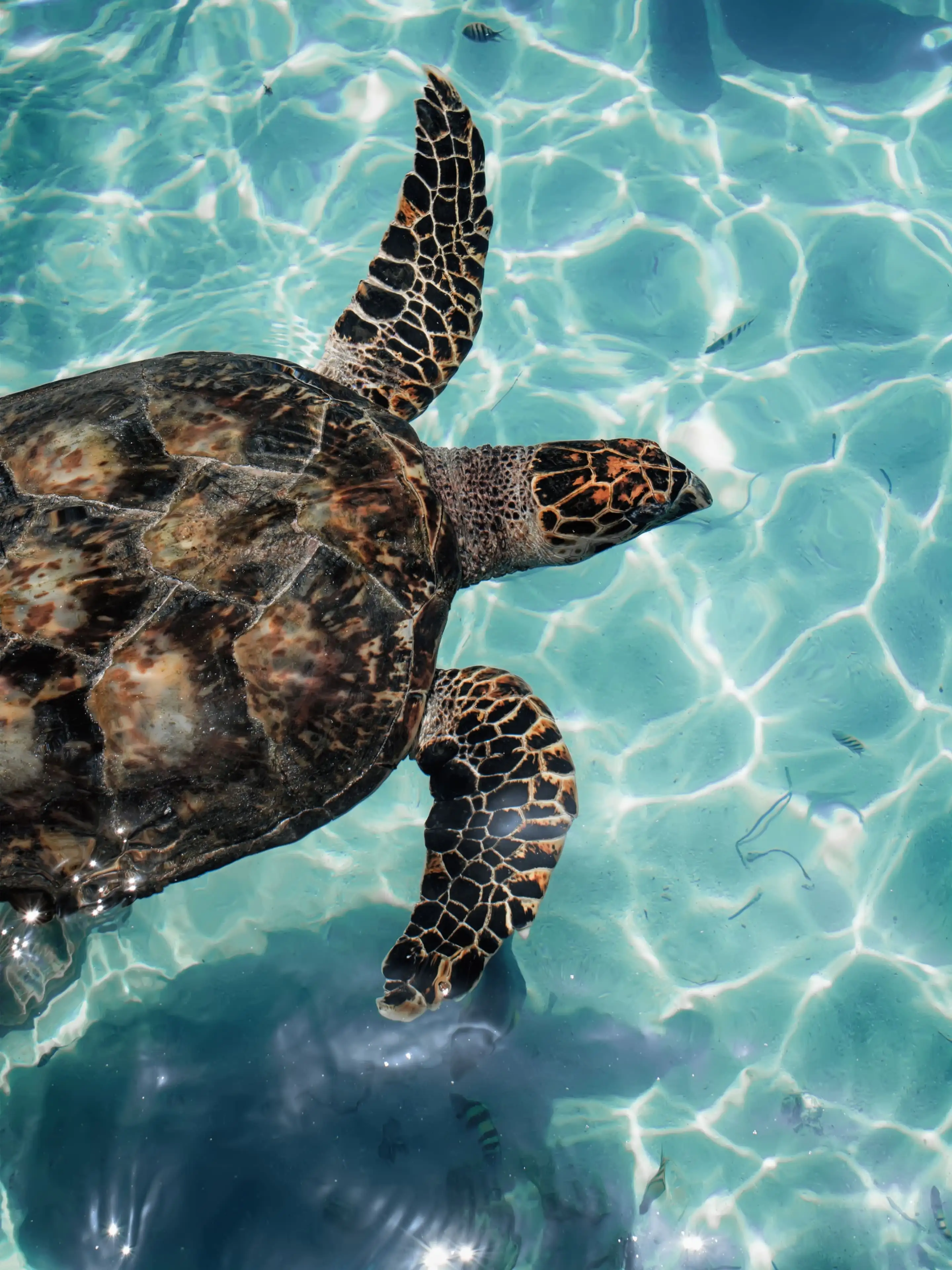 Detail Sea Turtle Wallpaper Nomer 17