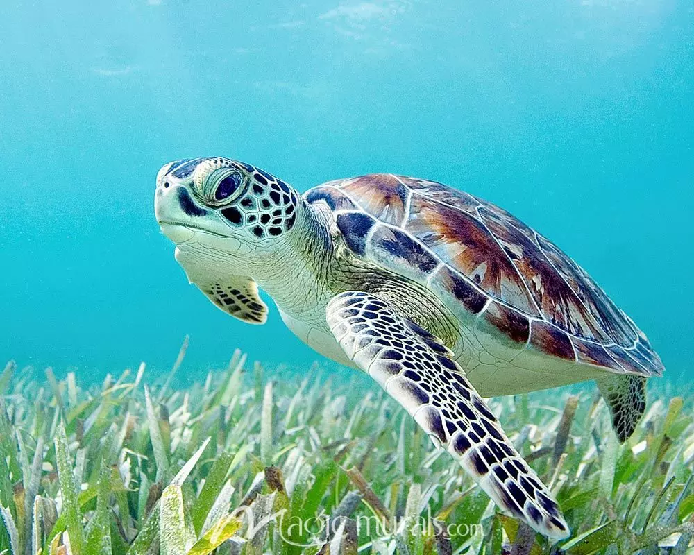 Detail Sea Turtle Wallpaper Nomer 25