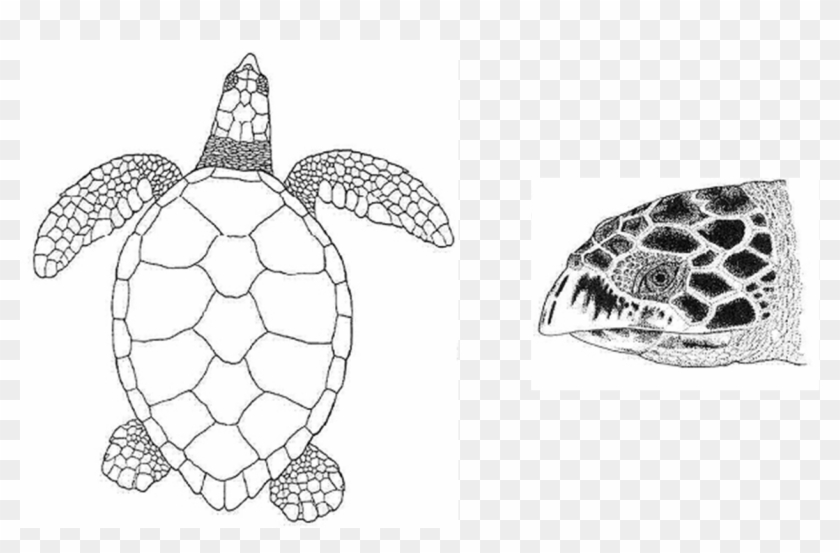 Detail Sea Turtles Clip Art Nomer 53