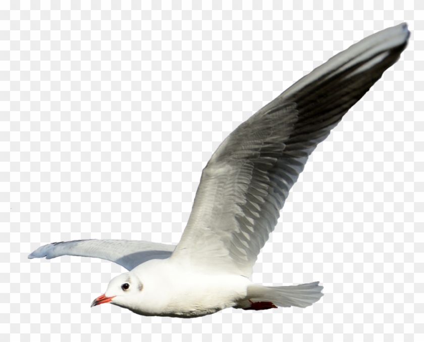 Detail Seagul Png Nomer 15