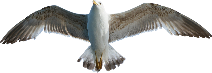 Detail Seagul Png Nomer 24