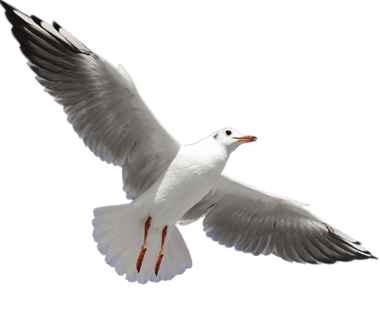 Detail Seagul Png Nomer 26