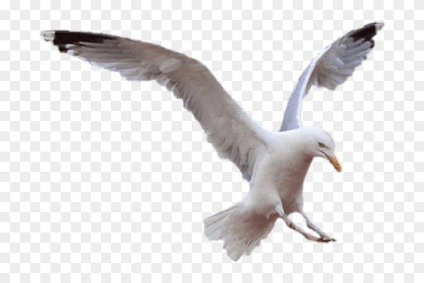 Detail Seagul Png Nomer 4