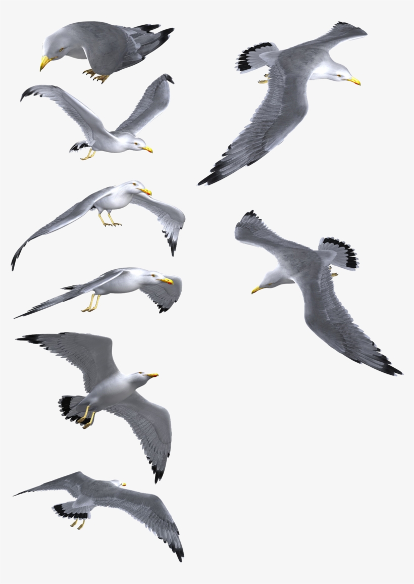 Detail Seagul Png Nomer 33