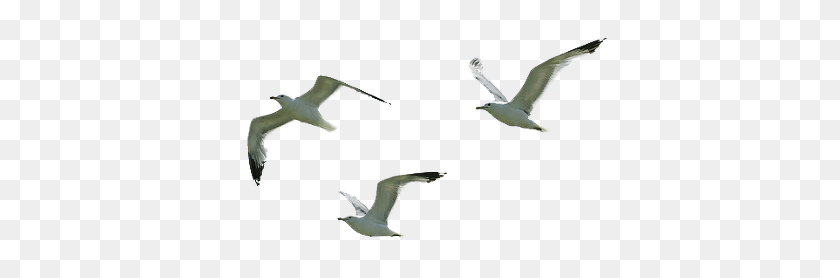 Detail Seagul Png Nomer 41