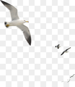 Detail Seagul Png Nomer 45