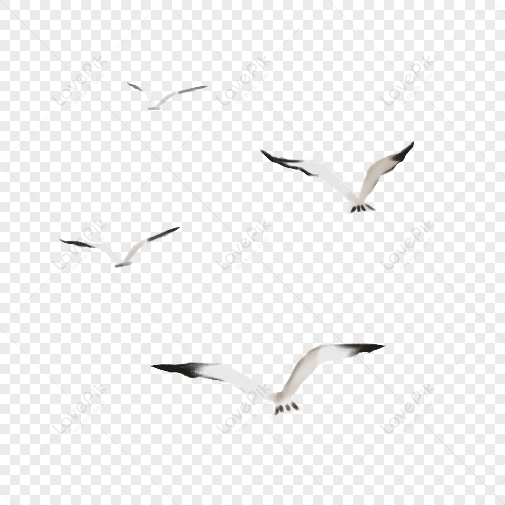 Detail Seagul Png Nomer 9