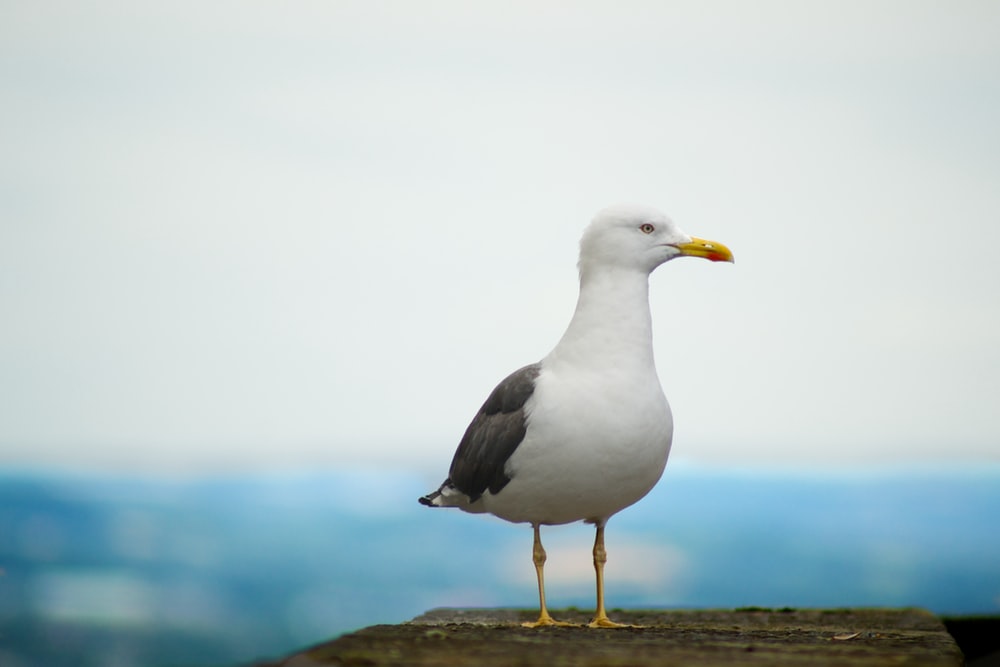 Seagull Images Free - KibrisPDR