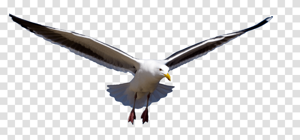 Detail Seagull Images Free Nomer 33