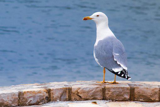 Detail Seagull Images Free Nomer 49