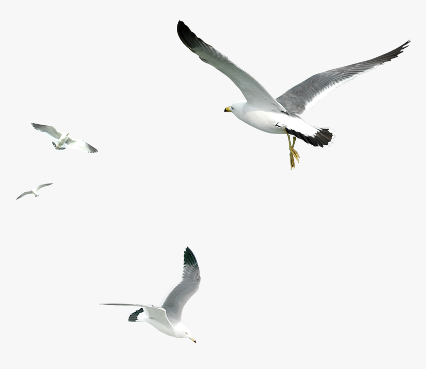 Seagull Png - KibrisPDR