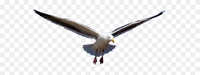 Detail Seagull Png Nomer 24