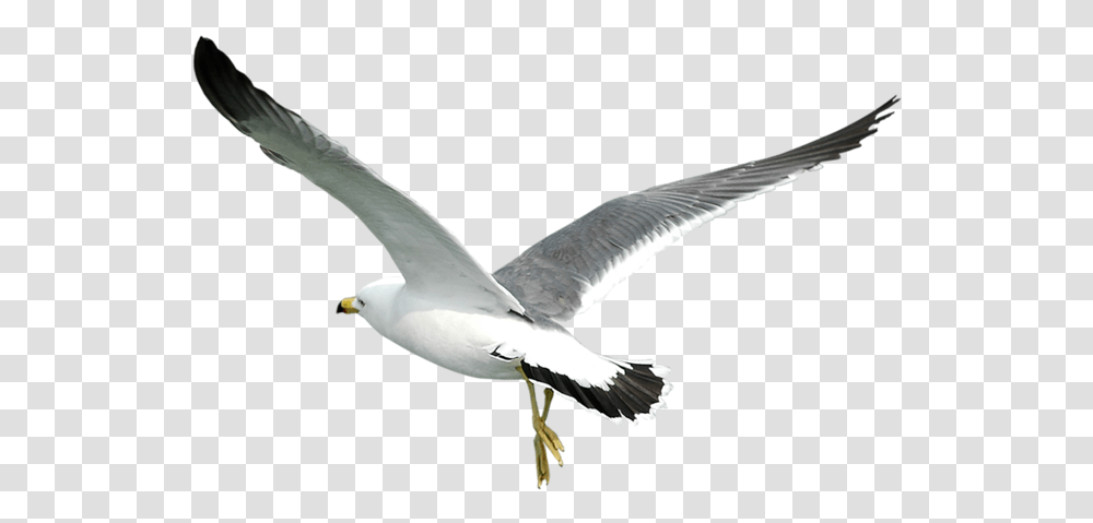 Detail Seagull Png Nomer 44