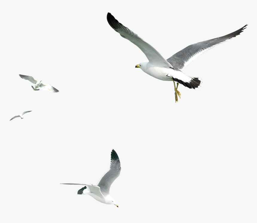 Detail Seagulls Png Nomer 2