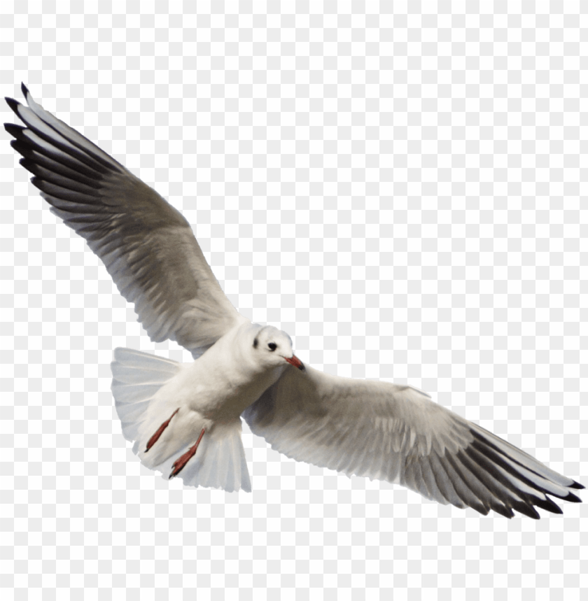 Detail Seagulls Png Nomer 35