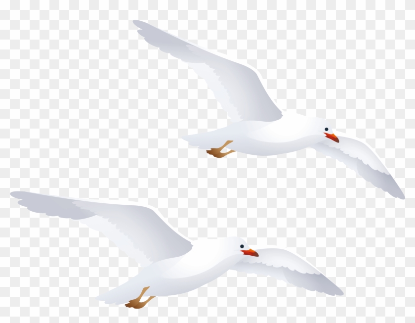 Detail Seagulls Png Nomer 37