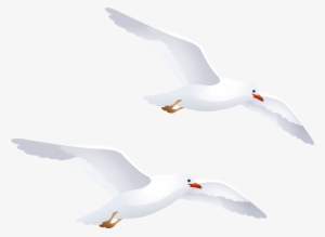 Detail Seagulls Png Nomer 49