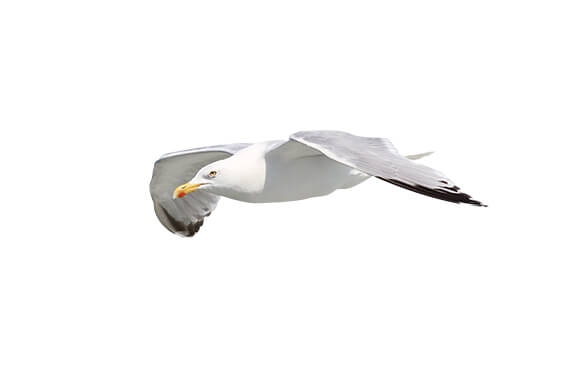 Detail Seagulls Png Nomer 58