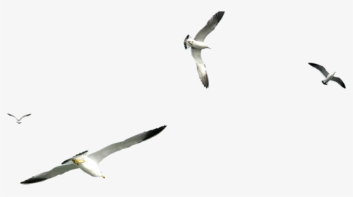 Detail Seagulls Png Nomer 7