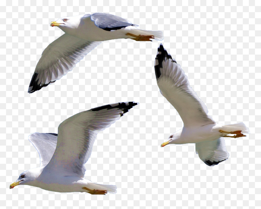 Detail Seagulls Png Nomer 10