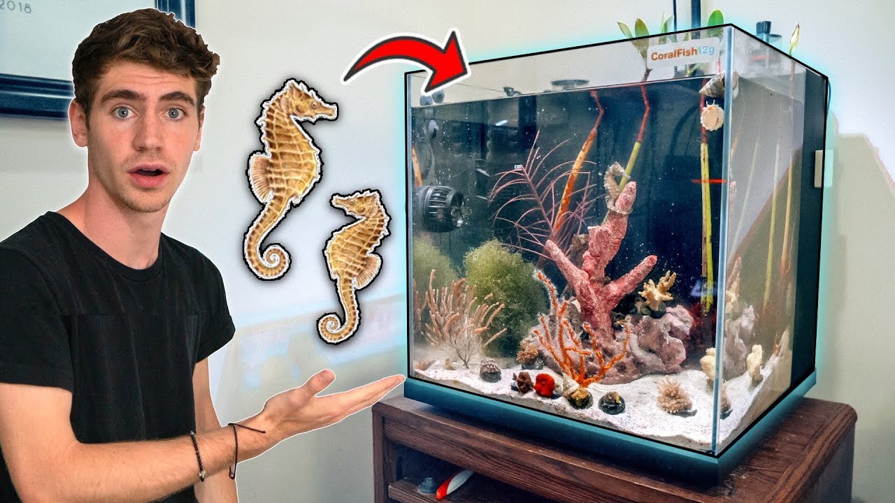 Seahorse Aquarium Kit - KibrisPDR