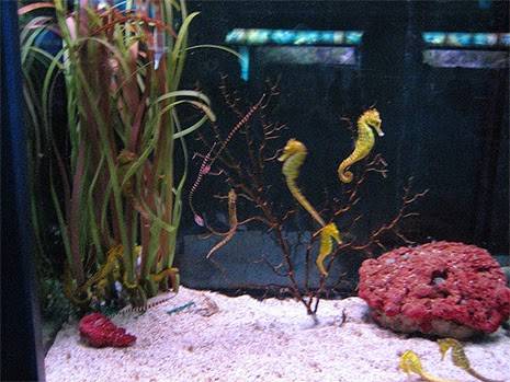 Detail Seahorse Aquarium Kit Nomer 2