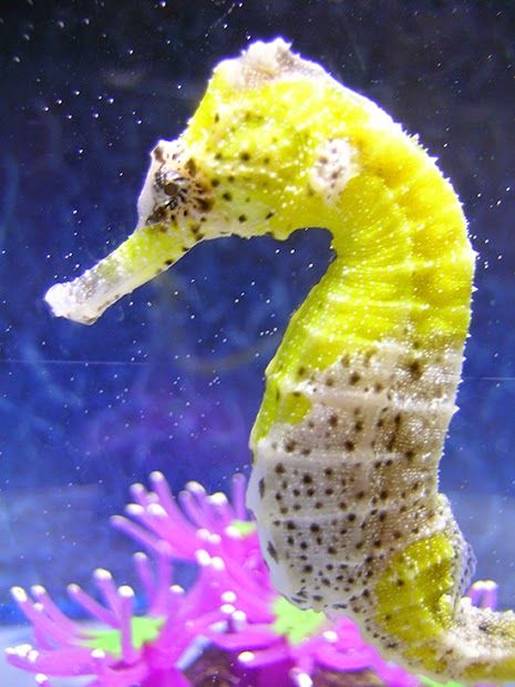 Detail Seahorse Aquarium Kit Nomer 30