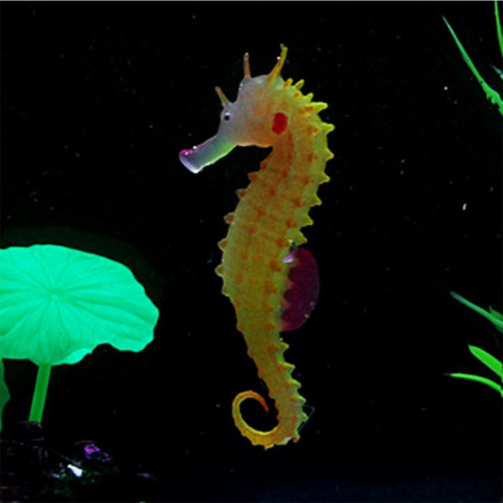 Detail Seahorse Aquarium Kit Nomer 39