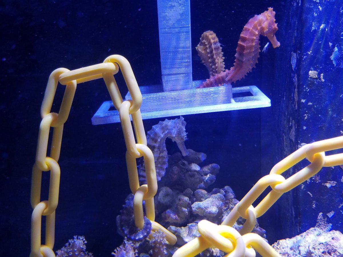 Detail Seahorse Aquarium Kit Nomer 41