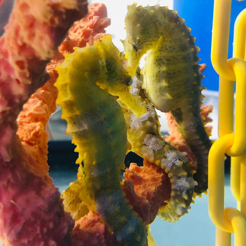 Detail Seahorse Aquarium Kit Nomer 45