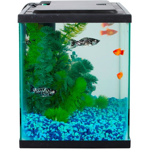 Detail Seahorse Aquarium Kit Nomer 48