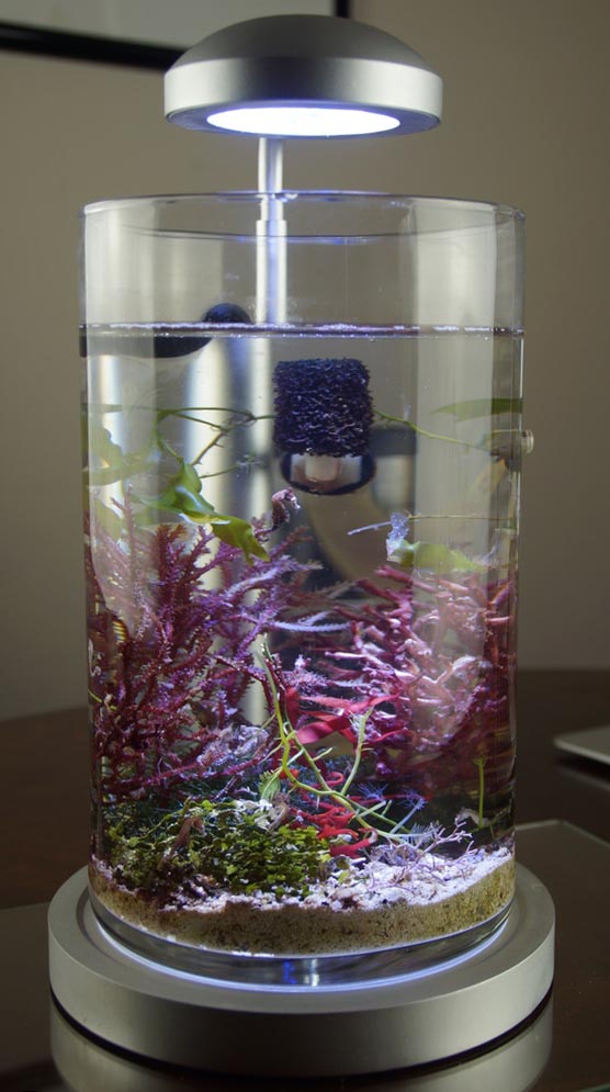 Seahorse Aquarium Kits - KibrisPDR