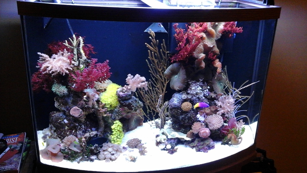 Detail Seahorse Aquarium Kits Nomer 17