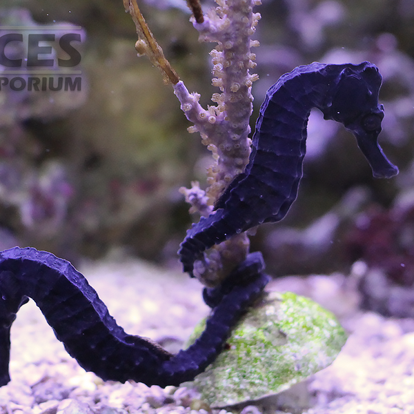 Detail Seahorse Aquarium Kits Nomer 20