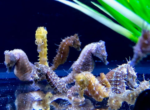 Detail Seahorse Aquarium Kits Nomer 50