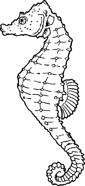 Detail Seahorse Clipart Black And White Nomer 15