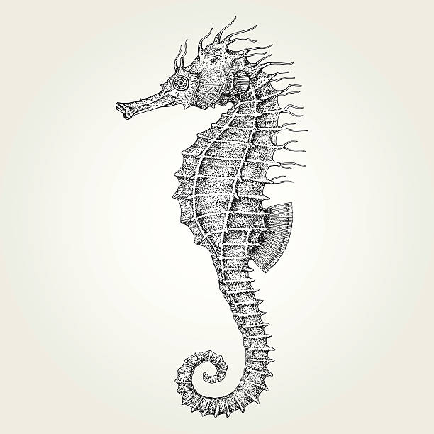 Detail Seahorse Clipart Black And White Nomer 18