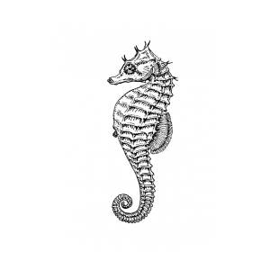 Detail Seahorse Clipart Black And White Nomer 31