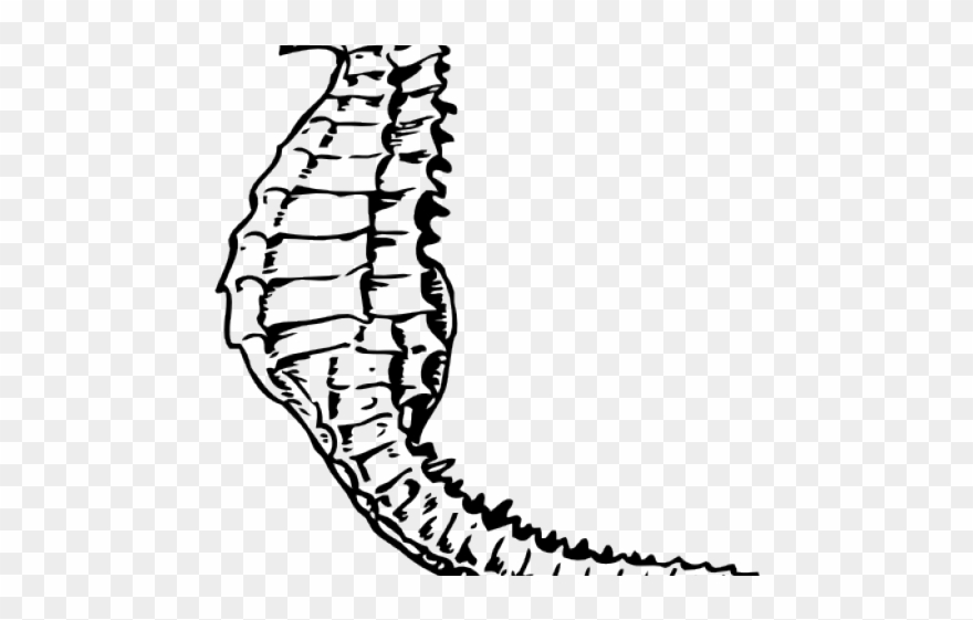 Detail Seahorse Clipart Black And White Nomer 40