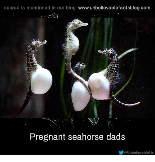 Detail Seahorse Meme Nomer 36