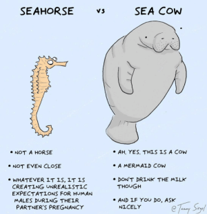 Detail Seahorse Meme Nomer 41