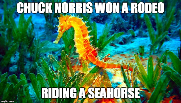 Detail Seahorse Meme Nomer 45