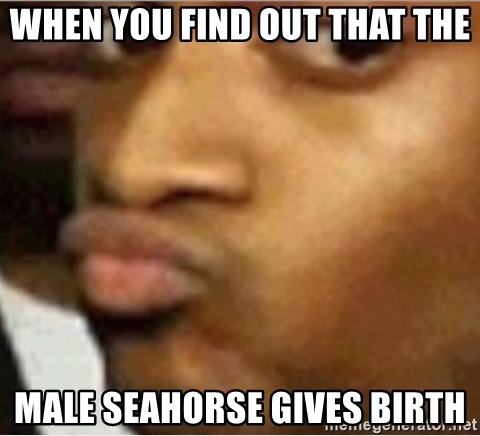 Detail Seahorse Meme Nomer 49